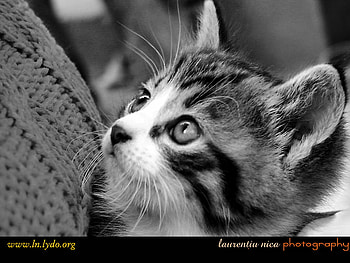 Kitten on grey, sweet, animal, kitten, gray, cat HD wallpaper