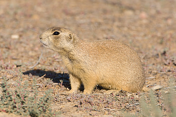 White-tailed Prairie Dog, Cynomys leucurus, Inaturalist HD wallpaper