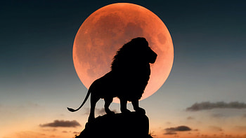 Lion King , lion, silhouette, artist, artwork, digital-art HD wallpaper