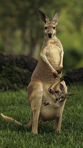 Kangaroo (Animals), Kangaroo , Artistic ry, Nature's charm HD phone wallpaper