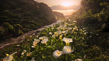 Garrapata State Park, Big Sur, California, blossoms, landscape, sun, mountains, rocks, usa, sunrise, calla HD wallpaper