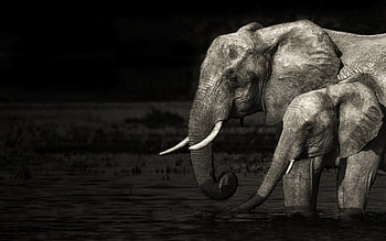 Animals, Water, Elephants, Young, Bw, Chb, Family, Joey HD wallpaper