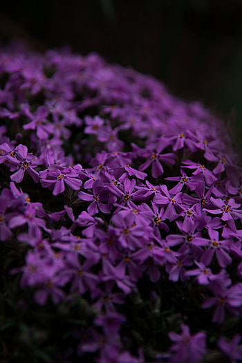 Flowers, Violet, Petals, Purple HD phone wallpaper