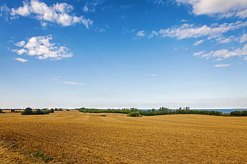 Expansive farmland under a clear blue sky, capturing the essence of rural beauty. HD wallpaper