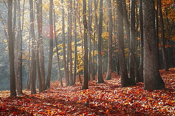 Beautiful autumn forest with sunlight filtering through trees and fall foliage. HD wallpaper