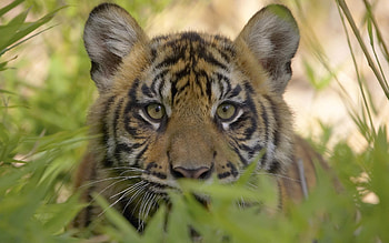 Animals, Tigers HD wallpaper