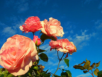 roses, sky, nature, flowers HD wallpaper