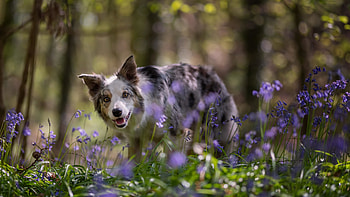 Australian Shepherd, dog, animal, flowers, forest HD wallpaper