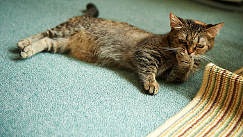 *** Cat ***, animal, cats, cat, animals HD wallpaper