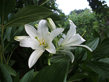 Flowers, Trees, Lilies, Park, Greens, Flower Bed, Flowerbed HD wallpaper