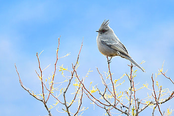 Animals, Sky, Feather, Bird, Branches HD wallpaper