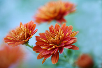 Krizantem violet , Beautiful mauve petals, Vivid chrysanthemums, Nature's artistry HD wallpaper