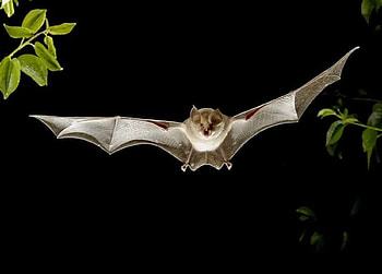 Bat in the night, night, bat, nature, animals HD wallpaper