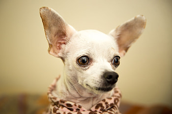 Cute chihuahua closeup, , Adorable pet, Heartwarming moments HD wallpaper