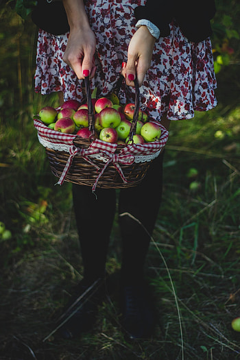 Food, Apples, Girl, Basket, Harvest HD phone wallpaper