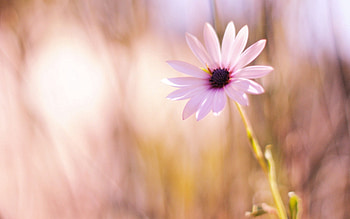 Flower, Macro, Glare, Petals, Greased, Smeared HD wallpaper