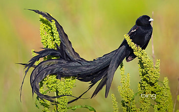 Long tailed widowbird male in breeding plumage Marievale Bird Sanctuary South Africa, Long, Tailed, male, Widowbird HD wallpaper