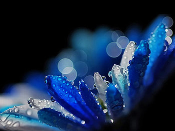 Wet Flower, wet, beautiful, , flower HD wallpaper