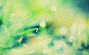 Grass, Macro, Glare, Greens, Greased, Smeared HD wallpaper