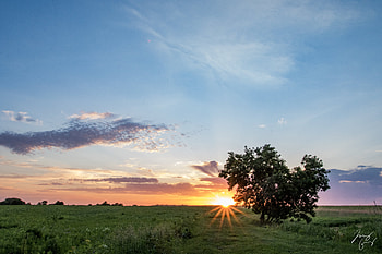 Nature, Sunset, Wood, Tree, Field, Heart HD wallpaper