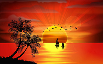 Sunset, sea, black, bird, orange, summer, palm tree, reflection, yellow, vector, luminos, vara, silhouette HD wallpaper