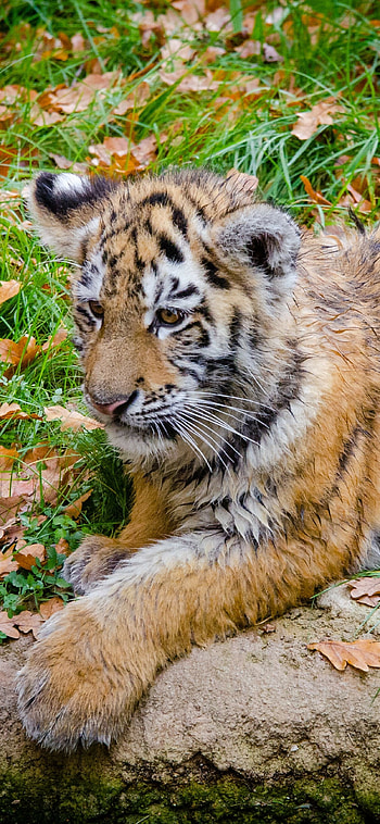 Tiger cub lying down, Grass predator, , X device HD phone wallpaper