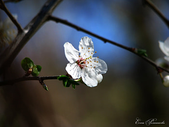 Plants, Flowers HD wallpaper