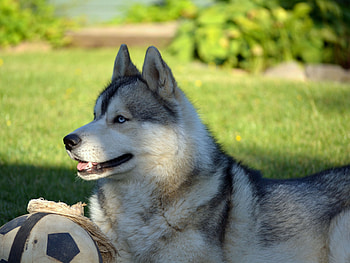 Animals, Grass, To Lie Down, Lie, Dog, Ball, Husky, Haska HD wallpaper