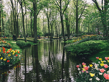 Beauty of Green Nature, reflection, green, trees, garden, nature, tulips, lake, park HD wallpaper