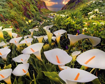 Beauty at the feet of the mountain, plants, soft, beautiful, grass, bloom, mountain, tender, petals, blossoms, nature, flowers, lovely HD wallpaper