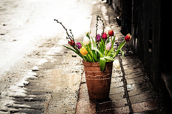 Tulips, basket, street, beautiful, spring HD wallpaper