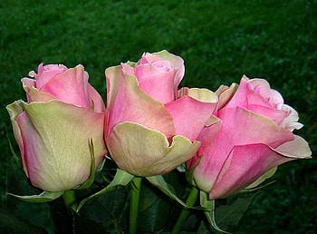 Flowers, Grass, Roses, Buds, Three HD wallpaper