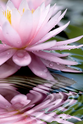 Plants, Flowers, Water, Drops HD phone wallpaper