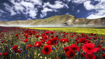 Spring in the Sierras, California, blossoms, clouds, landscape, colors, sky, mountains, usa HD wallpaper