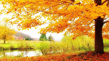 Autumn Tag - Nature Trees Leaf Landscape Leaves Autumn Awesome for 16: HD wallpaper