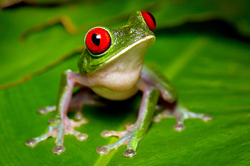 Stunning red-eyed frogs, Striking , Nature's marvels, Frog enthusiast HD wallpaper