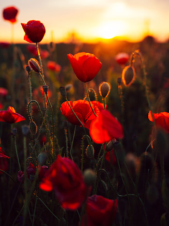 Flowers, Sunset, Poppies, Field HD phone wallpaper