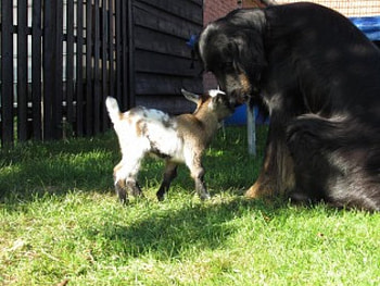 R U My Mother???, dog, outside, love, goat HD wallpaper