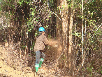 Men at work, tree feller, men, nature, people, job HD wallpaper