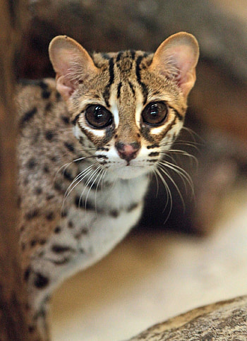 Bengalensis cat, Exotic leopard, Majestic feline, Incredible beauty HD phone wallpaper