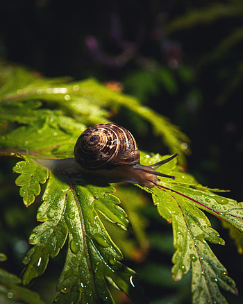 Animals, Water, Drops, Macro, Sheet, Leaf, Snail HD phone wallpaper