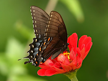 Butterfly on red flower, butterfly, forest, red, flower HD wallpaper