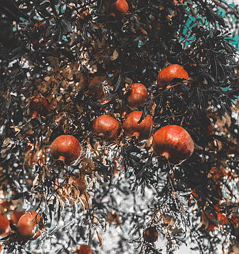 Fruits, Food, Branch, Ripe, Garnet, Pomegranate HD phone wallpaper