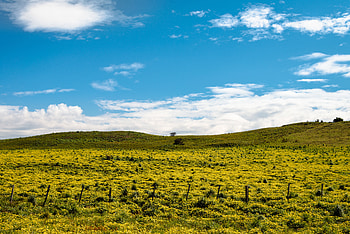 Nature, Flowers, Grass, Sky, Clouds, Hill HD wallpaper