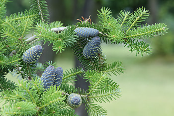 Nature, Cones, Wood, Tree, Branches, Needles HD wallpaper
