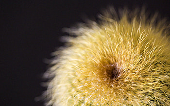 Plant, Macro, Cactus, Fuzz, Fluff HD wallpaper