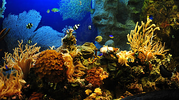 Full Size of Fish Tank Fish Tank afari Screensaver Stirring Concept Q4bd52 Screensavers ... HD wallpaper