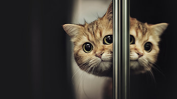 Ultra cat , High resolution, Striking feline, Detailed HD wallpaper