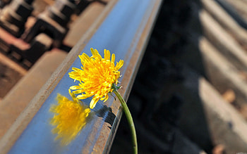 Flower, Macro, Stem, Stalk HD wallpaper