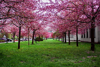Beautiful cherry blossom trees line a park in springtime, offering a vibrant display of pink blossoms. HD wallpaper